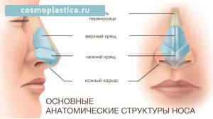 Основные анатомические структуры носа