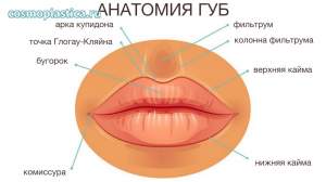 Строение губ