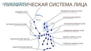 Как устроена лимфатическая система лица и шеи