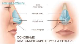 Основные анатомические структуры носа