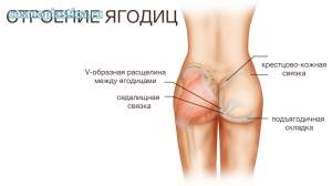 Строение ягодиц