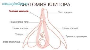 Анатомия клитора. Строение органа